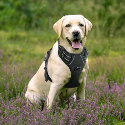 Pettorina per cani, Pettorina per animali senza trazione, Gilet per animali da esterno regolabile, Gilet per cani in materiale Oxford riflettente 3M, Controllo facile per cani di piccola, media e grande taglia